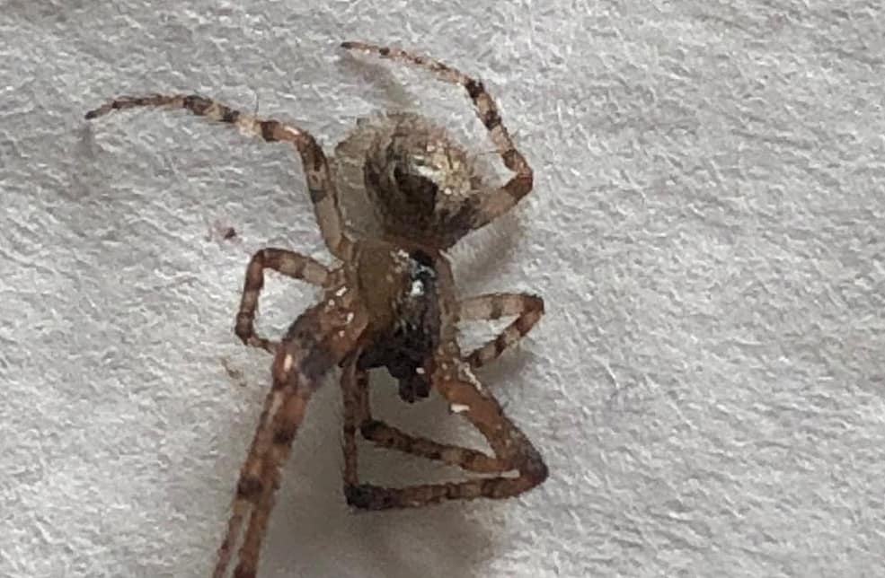 Britain's majority threatening spider strikes once more: Lady in Kent is left with a 'crater' in her leg after a chew from a inaccurate widow that was 'hiding on a garments peg'