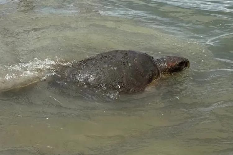 250-Lb. Loggerhead Turtle Rescued From Georgia Marsh 250-Lb. Loggerhead Turtle Rescued From Georgia Marsh